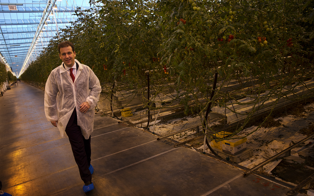 Minister Asscher op werkbezoek in een tomatenkas, waar de arbeid voorbeeldig geregeld was.</p> <p>Foto: ANP