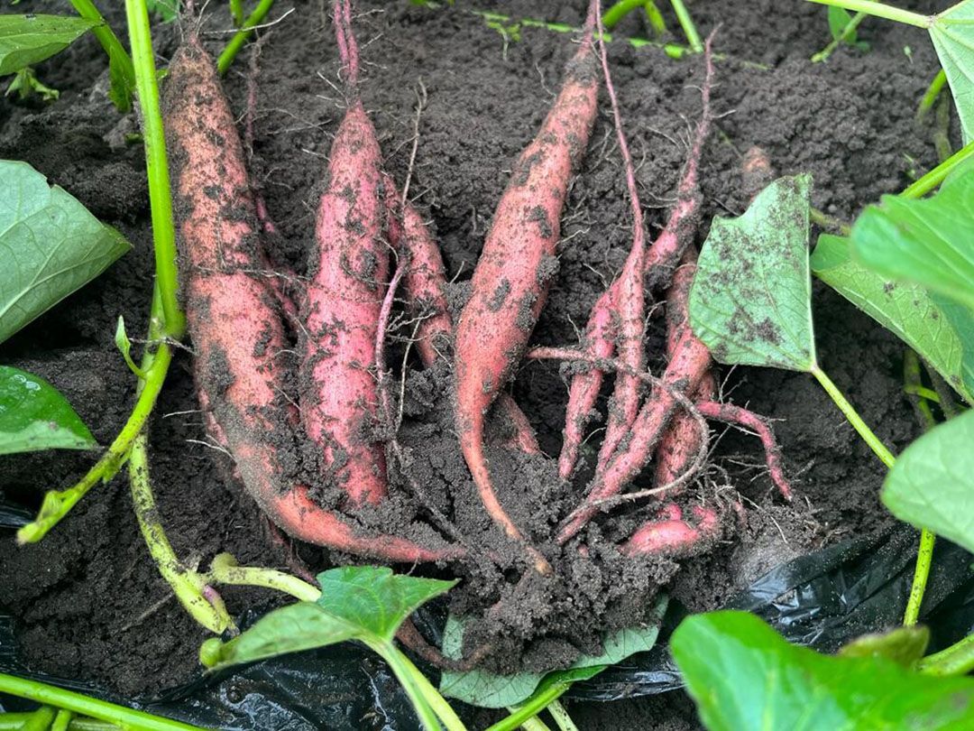 Pieter Verschure: “Bij de meeste planten zie je een stuk of vijf knollen die goed gaan uitgroeien." - Foto: Pieter Verschure