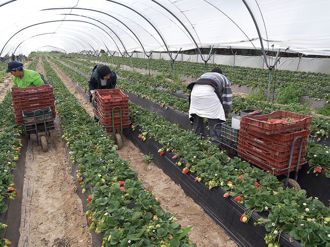 Aardbeienteelt in de Spaanse provincie Huelva. Foto: Joost Stallen