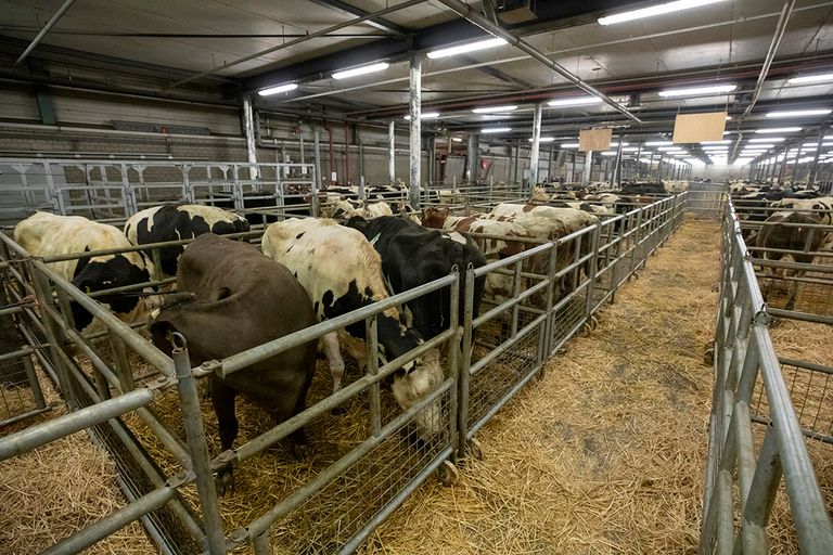 Slachtkoeien op de veemarkt in Leeuwarden. - Foto: Anne van der Woude