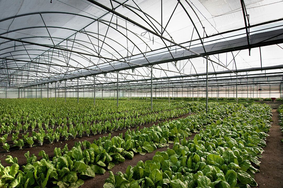 Voor onder andere de glastuinbouw heeft het CTGB een aantal nieuwe toelatingen bekendgemaakt.