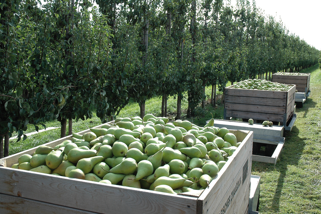 In september start de fruitoogst in Nederland. Voor peren wordt een recordoogst verwacht. Foto: RB