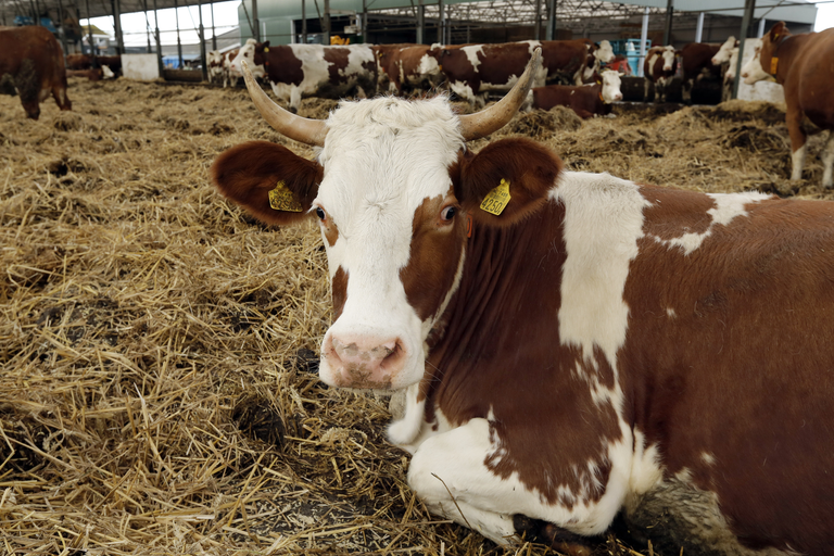 Biologisch-dynamisch melkveebedrijf, met open vrijloopstal. <br /><em>Foto: Roel Dijkstra</em>