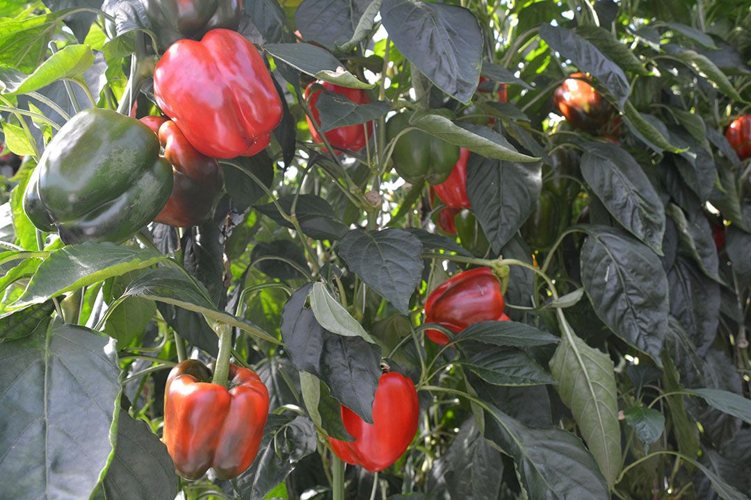 Paprika's. - Foto: Peter Visser