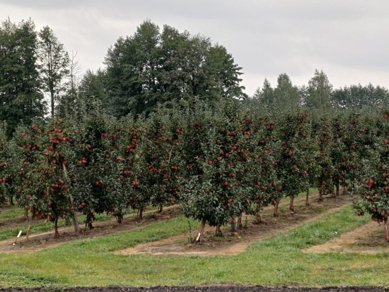 Een boomgaard met Gala in Polen. Dit is het tweede appelras qua grootte in Europa. Hiervan wordt dit jaar naar verwachting 10% minder geplukt. Foto’s: Piet van der Woerd