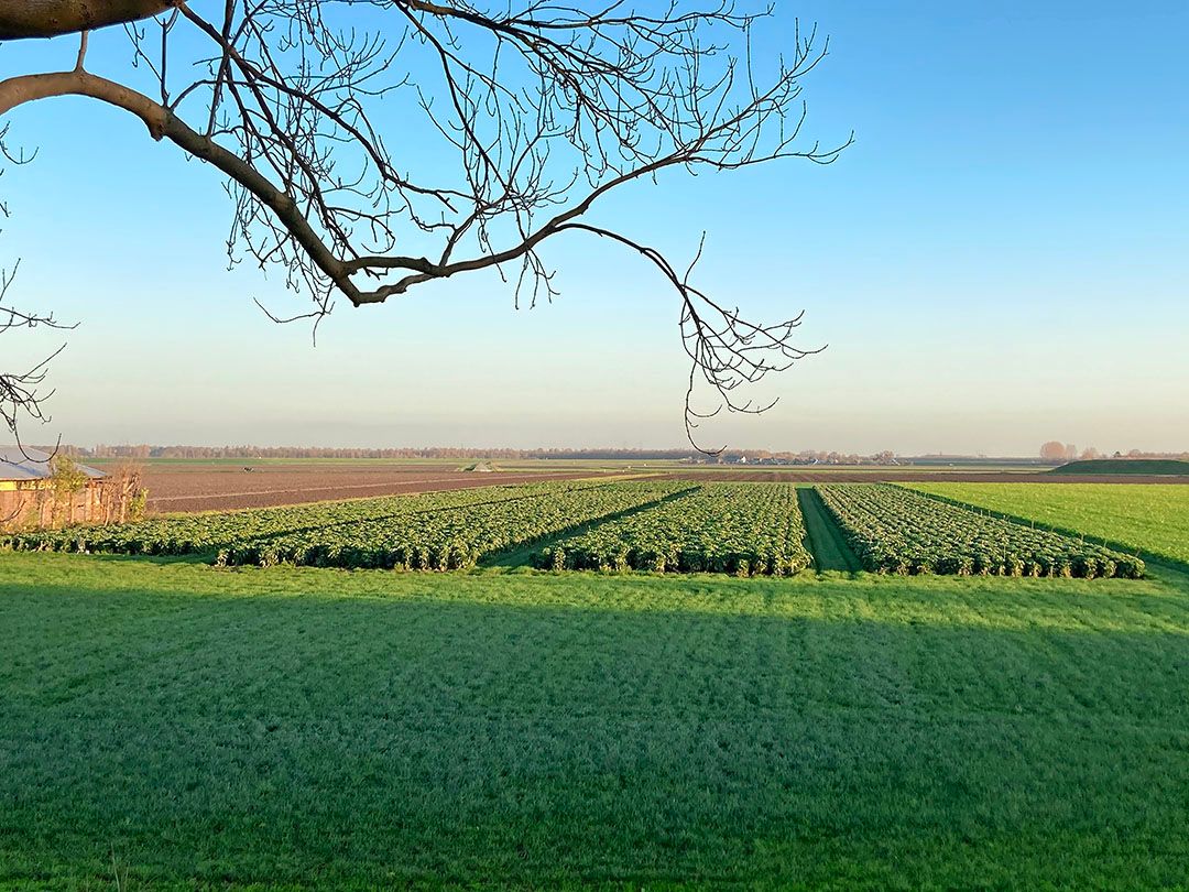 Bufferstroken: hoe zit het daarmee in het nieuwe GLB? - Foto: Proeftuin Zwaagdijk/Virtify