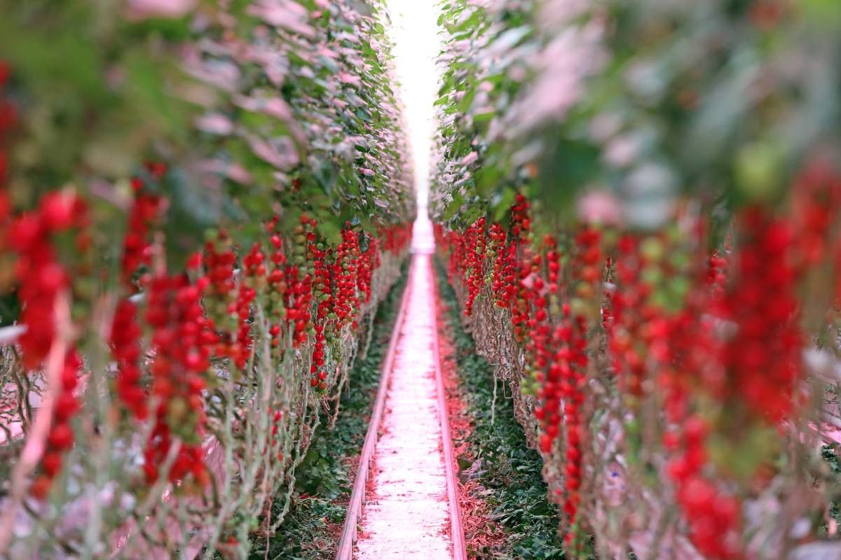 Gezonde tomaten zonder virusaantasting. Bij de besmetting met ToFBV in Frankrijk vertoonden de bladeren van de planten weinig symptomen. Foto: Fotostudio Atelier 68