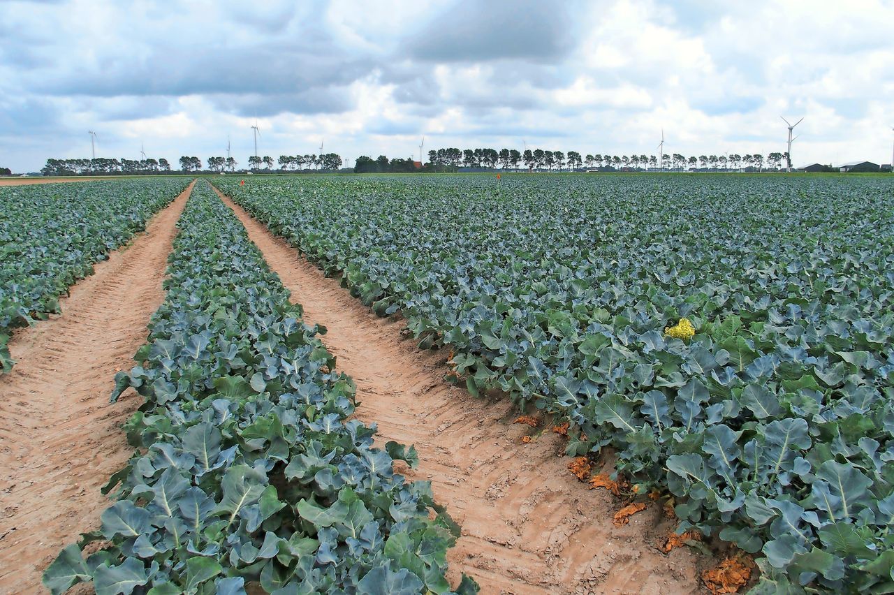 De laatste planting voor oogst laat in de herfst ging bij Bart Dekker op 13 augustus de grond in. Archieffoto: Stan Verstegen