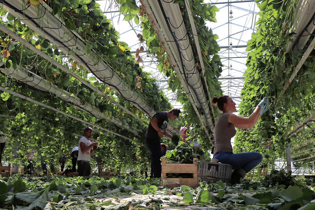 Stekken van aardbeiplanten. - Foto: Joost Stallen