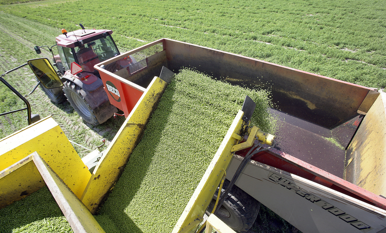 Schade industriegroenten strop voor hele keten - Foto: Henk Riswick