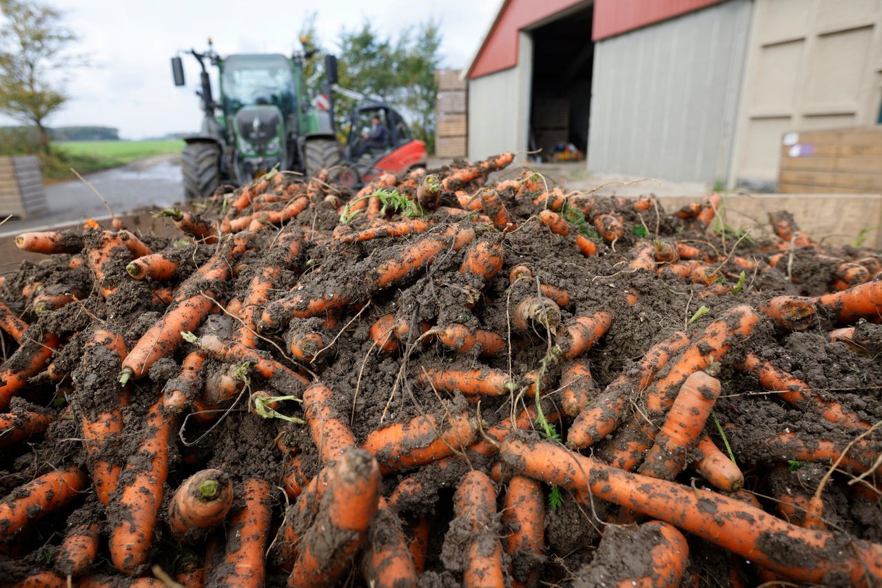 Adviseur Cornelis Knöps van CropConsult ziet een optimale bemesting van peen als een methode van gewasbescherming. Foto: Ton Kastermans Fotografie