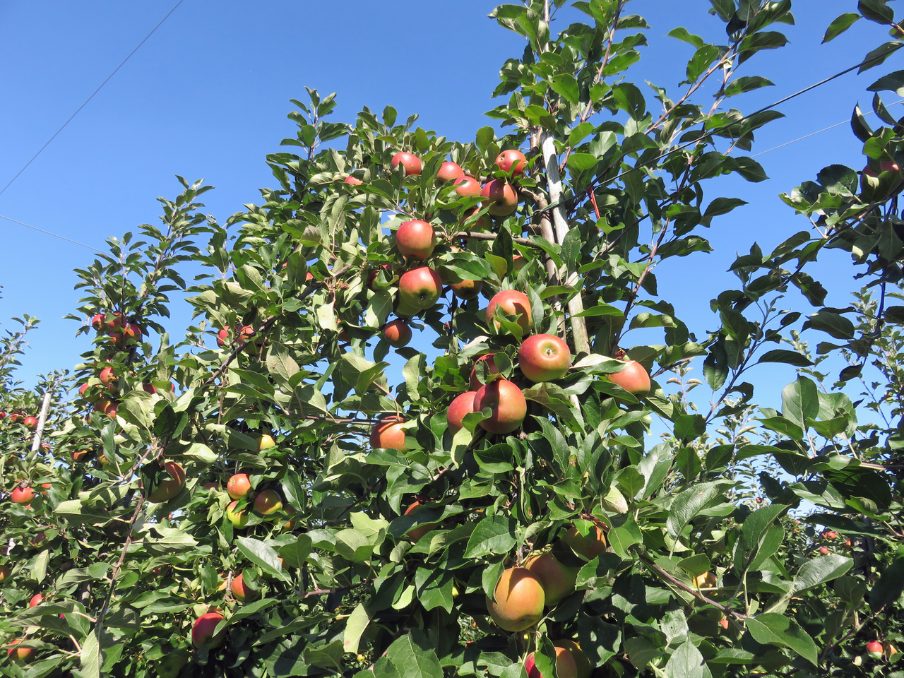 China gaat internationaal samenwerken met fruitlanden