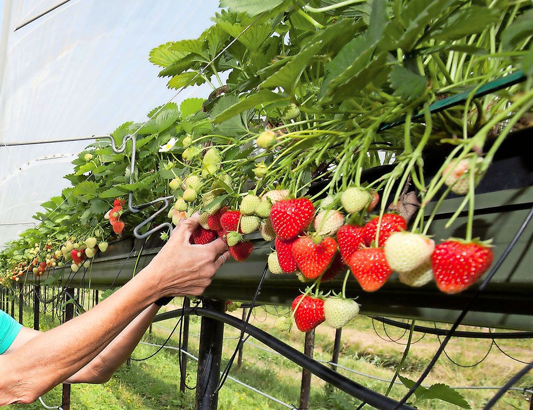 "Het lijkt er steeds meer op dat we in de zomermaanden geen aardbeien meer hoeven te telen", zegt Jack Hereijgers. - Foto: Herbert Wiggerman Fotografie