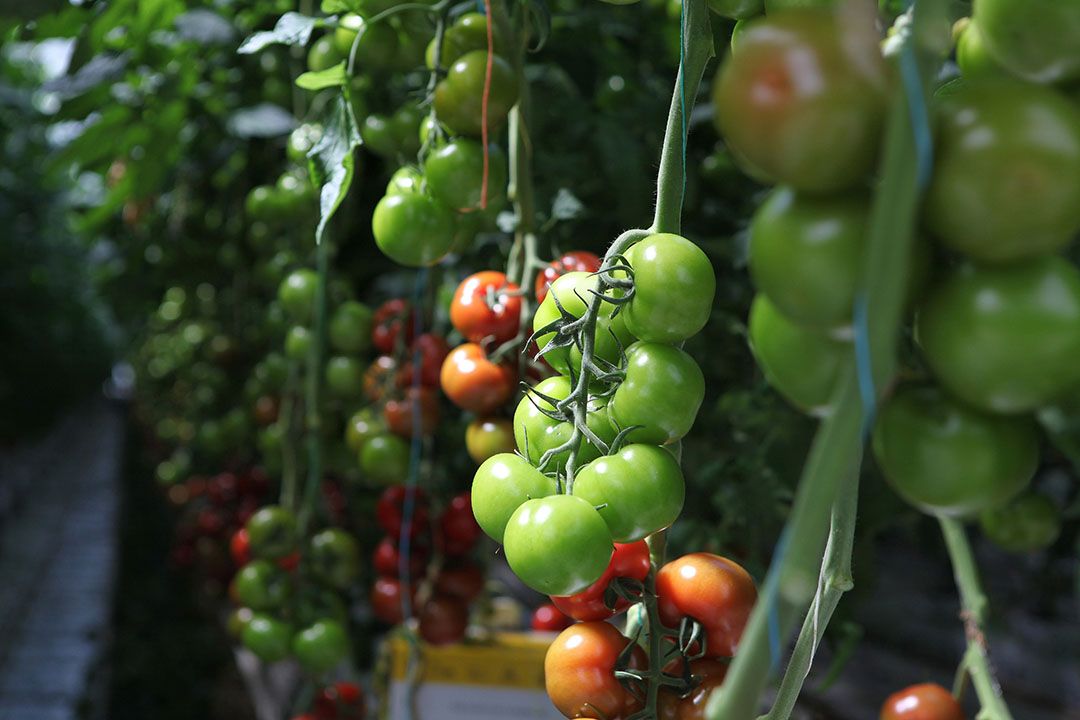 Tomaten in kas. - Foto: Fotostudio Atelier 68