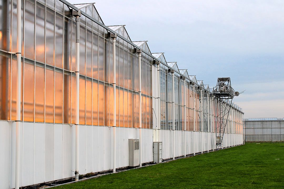 Aantal glasgroentebedrijven daalde sneller in 2022. Foto: Ton van der Scheer