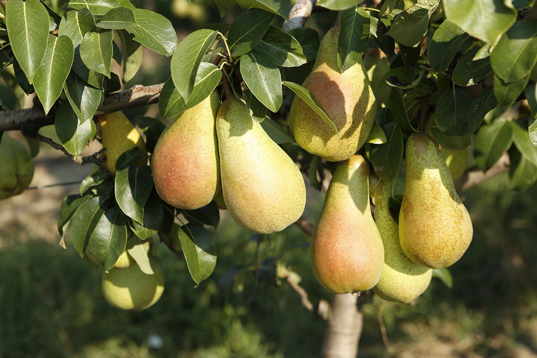 Perenteelt in Emilia Romagna. - Foto: ANP/Mauritius Images GmbH