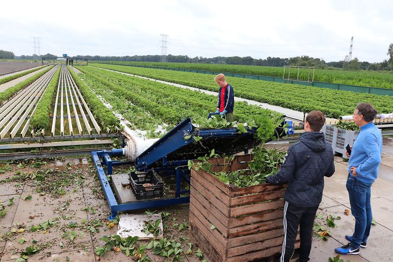 Op een vakbreedte van twaalf staan zeven rijen moederplanten, met ertussen zes banen voor de weggroei van de uitlopers. De arbeidsbezetting vraagt drie personen: een man voor de controle van het stek snijden, een bij het oprolapparaat voor het verzamelen en een voor de afvoer van de stekken.