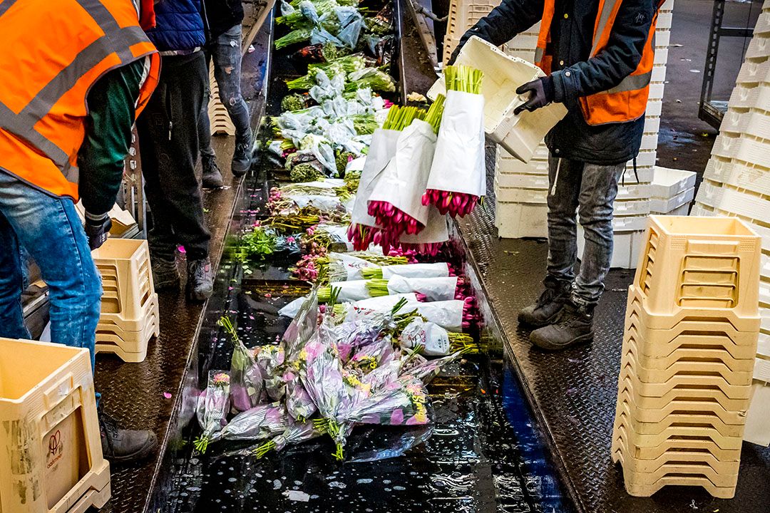 Bloemen worden doorgedraaid op de bloemenveiling. - Foto: ANP