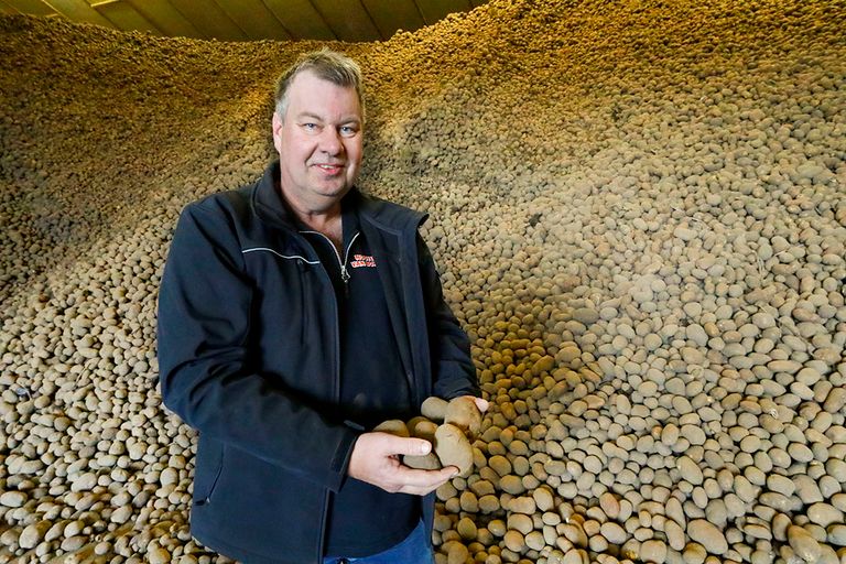 Fritesaardappelteler Iwan van Bommel heeft naar schatting nog 500 ton fritesaardappelen die liggen te wachten om opgehaald te worden. - Foto: Bert Jansen