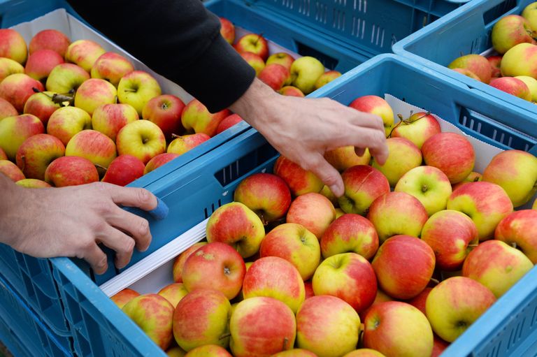 Het is voor onderzoekers niet helemaal duidelijk hoeveel fruit- of groenteleveranciers precies leveren. Een appel is gemiddeld 123 gram. Foto: ANP