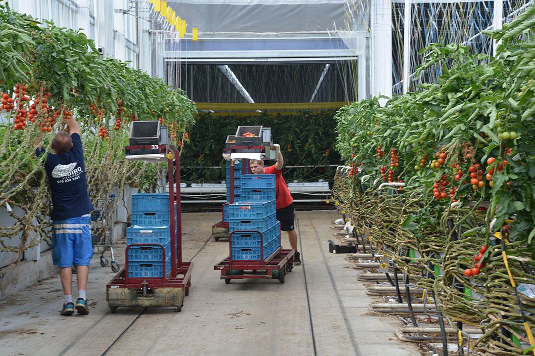 Archiefbeeld van tomatenteelt dat met ToBRFV-maatregelen ook een risico op ToMMV-besmetting verkleint. Foto: Peter Visser.