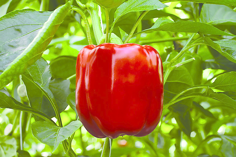 &apos;We zitten nu in een piek, maar straks komt er weinig paprika meer&apos;