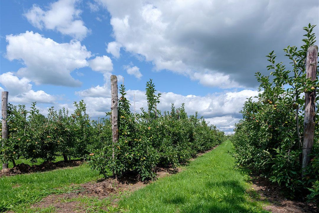 Het gematigde zomerweer zorgt minder schade veroorzakende hagelbuien. - Foto: ANP