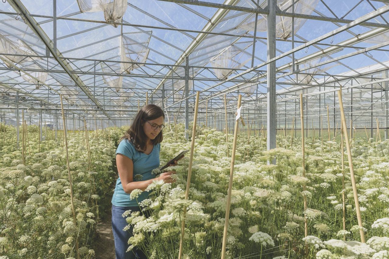 Veredelaar Nicoletta Bertolin inspecteert een wortelzaadproductieveld in een Bejo-kas in Noord-Holland