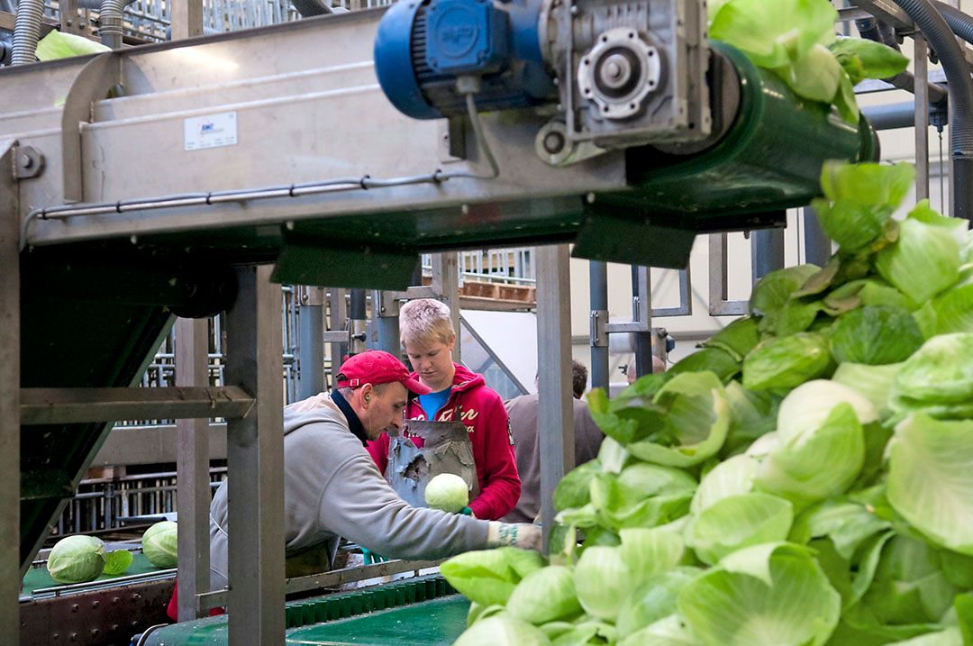 De beschikbaarheid aan sluitkool zou in de komende tijd iets minder kunnen zijn. - Foto: Fotostudio Wick Natzijl