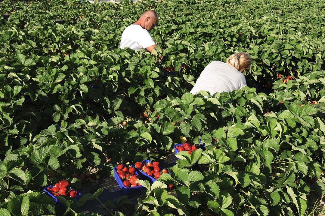 Vlaanderen heeft met de plukkersregeling voor seizoensarbeid een aantrekkelijke uitzonderingspositie. - Foto: ANP