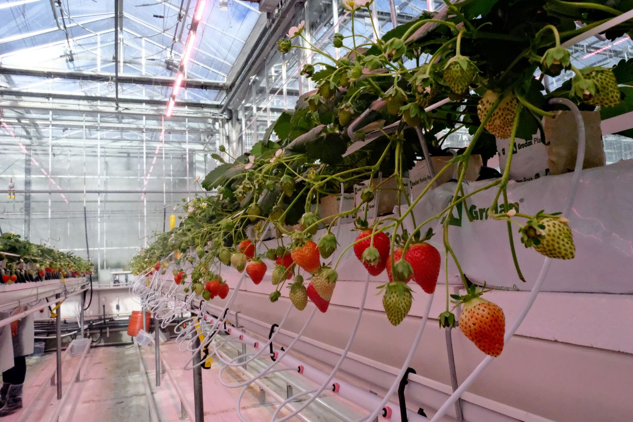 De overstap naar steenwol en led zal een heel andere inrichting van de aardbeienketen in de Benlux vergen. Foto: Grodan