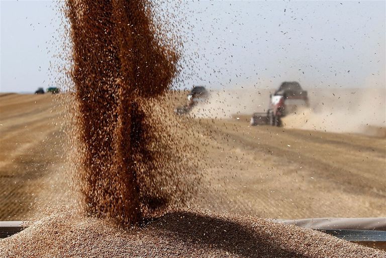 Graanoogst in Rusland. Het land heeft deze week exportheffingen ingesteld op tarwe. - Foto: ANP