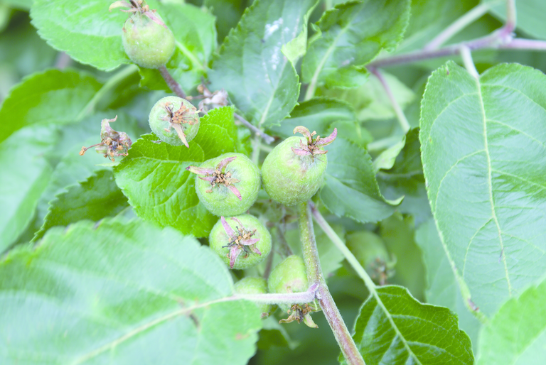 Delphy start QMS Fruitteelt