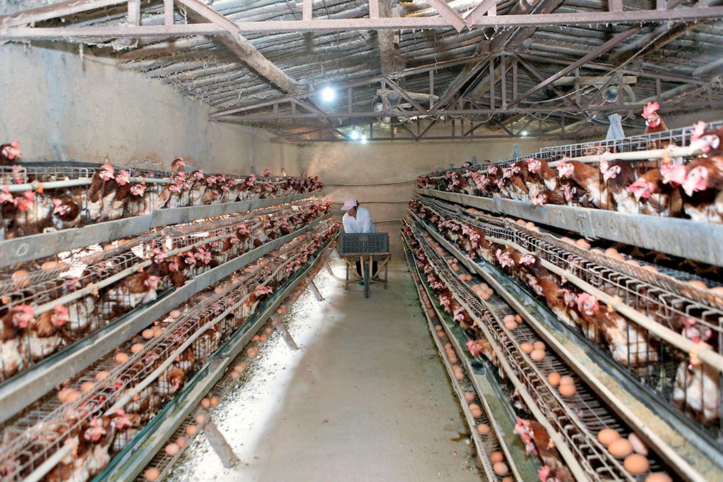 Onder aanvoering van China steeg de wereldproductie van eieren het afgelopen decennium met bijna een kwart. - Foto: Henk Riswick
