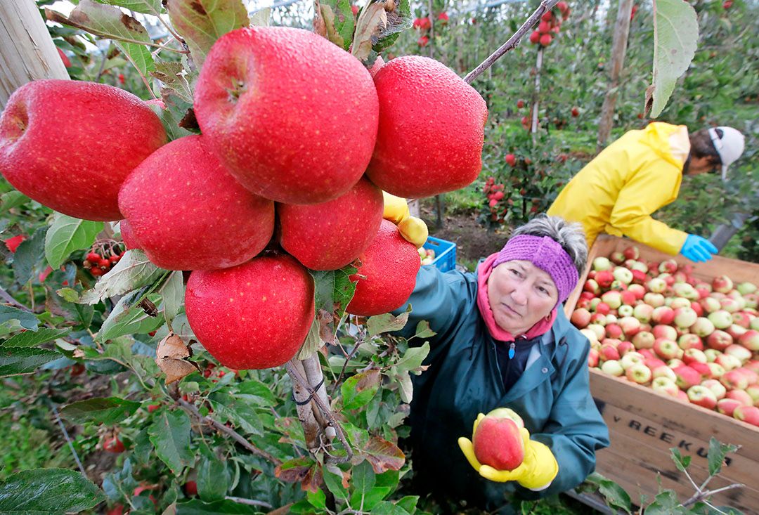 Pluk van appelras Maribelle. - Foto: Vidiphoto