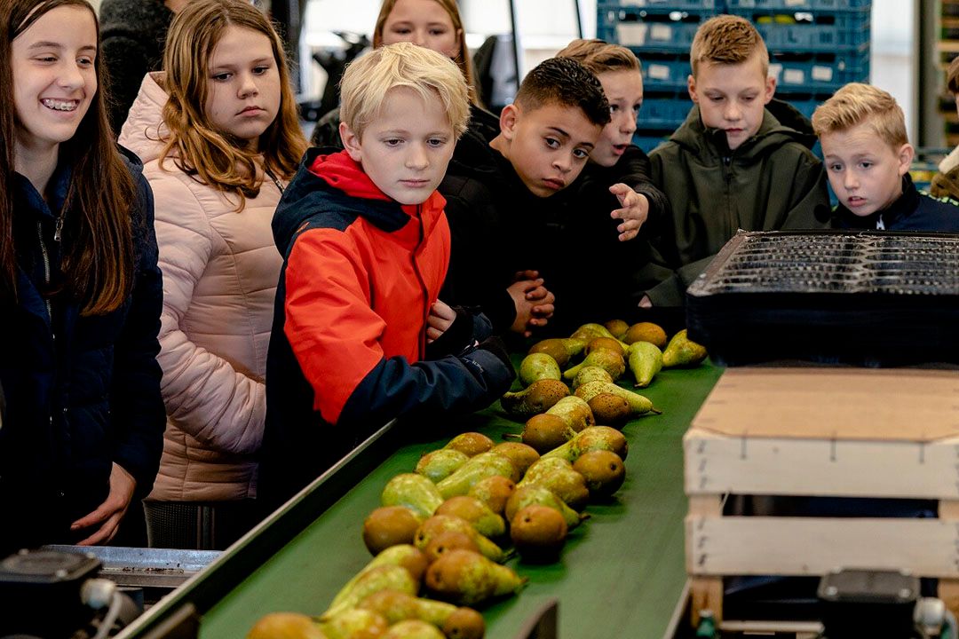 Vlak voor de laatste schoolsluiting bezochten kinderen de schoolruitleveranciers Halm schoolfruit. - Foto: ANP