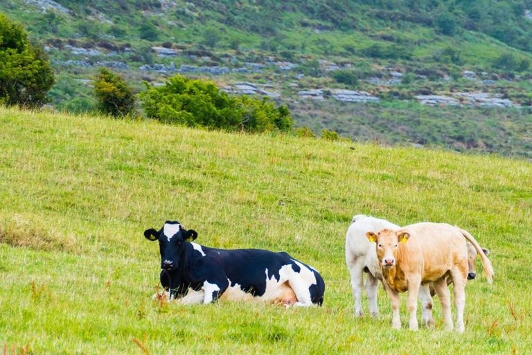 De Ierse zuivelfabrieken leverden vorig jaar 278.400 ton kaas, 250.800 ton boter en 142.500 ton mageremelkpoeder af. De cijfermatige ontwikkeling bij die producten onderstreept de sterke groei van de melkveehouderij. Foto: Canva