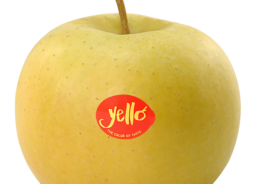 Yello, de nieuwe gele appel uit Japan, nu in Süd-Tirol aangekomen.