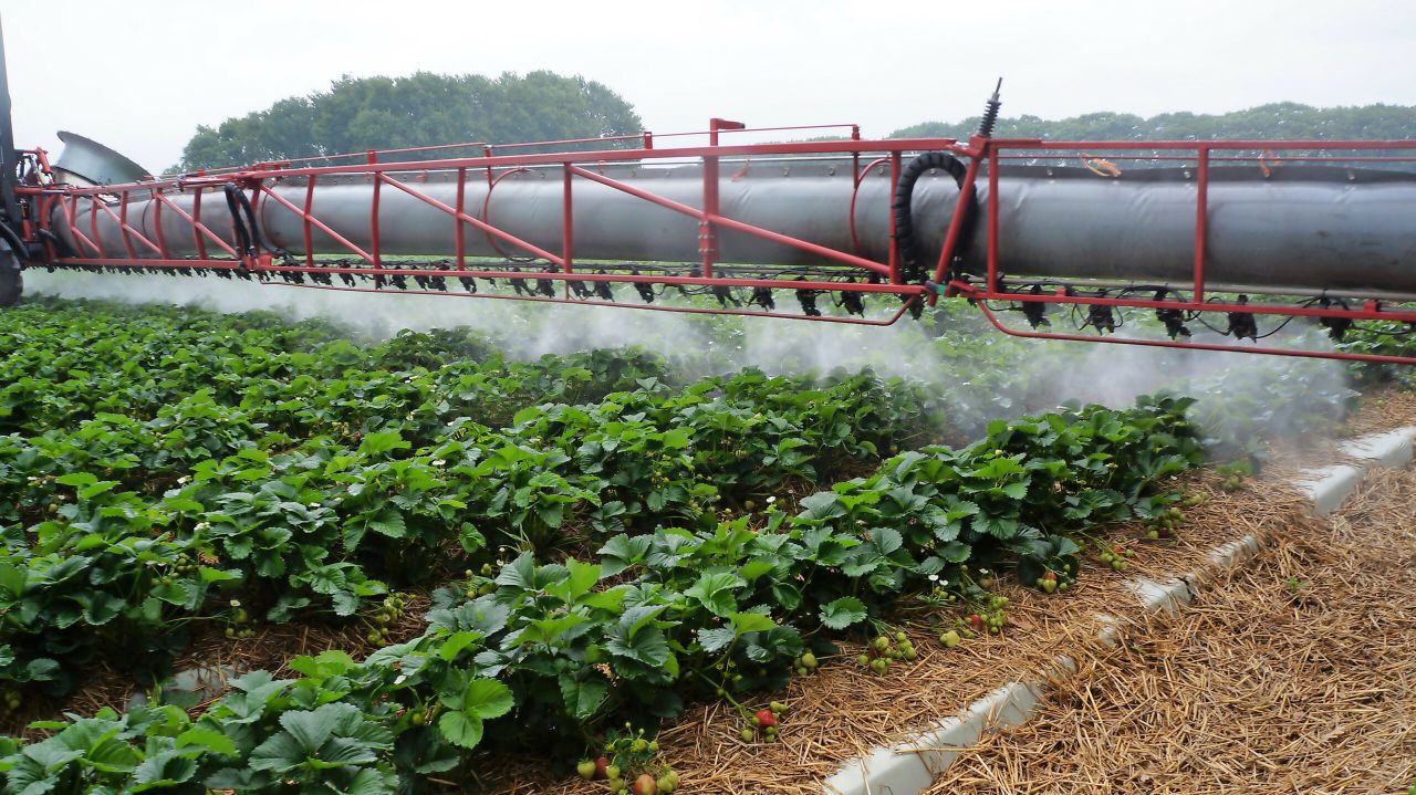 Mazotti beschermt aardbeiplanten op maat