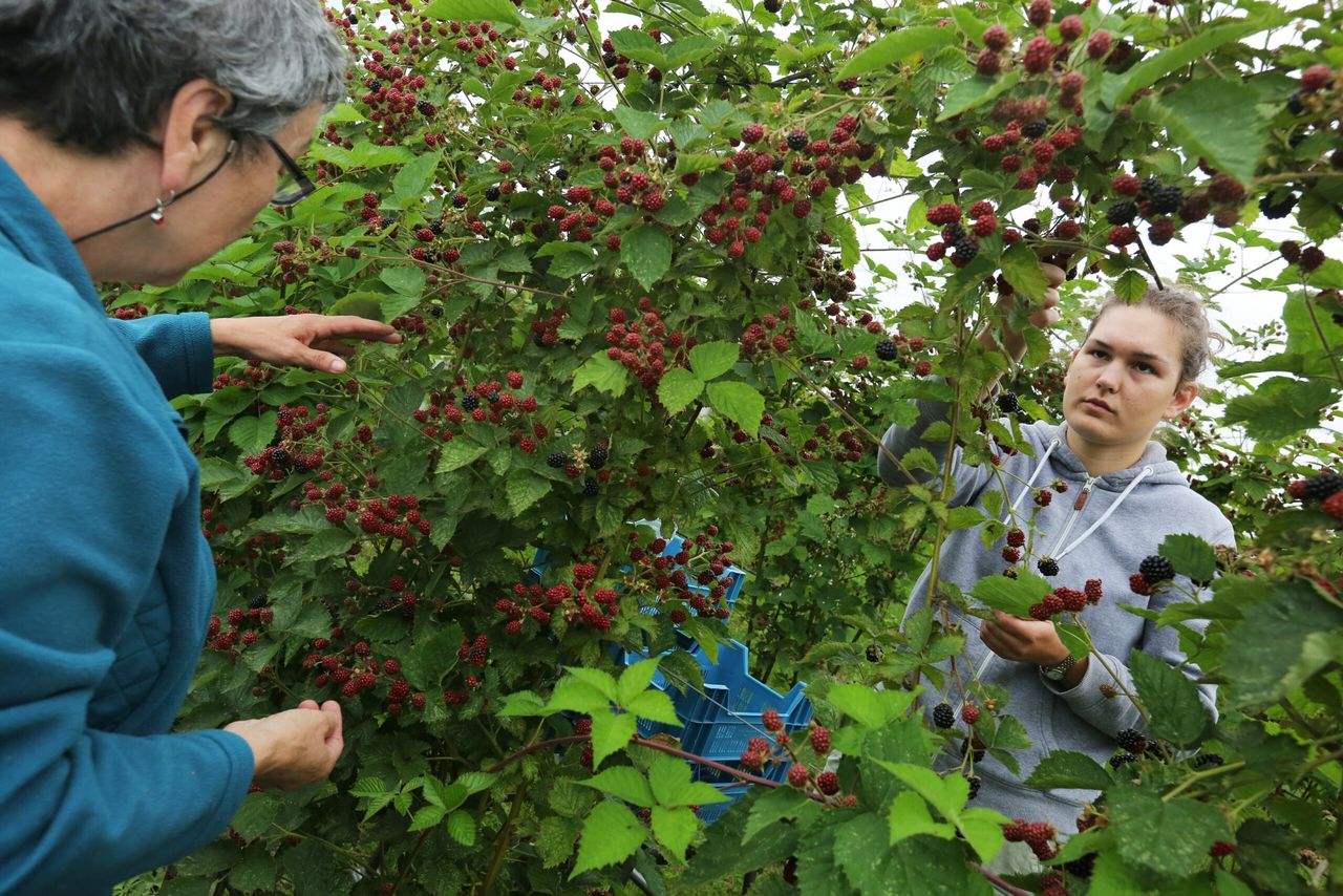 De oogst van biodynamische bramen bij Fruitweelde. -foto: Vidiphoto