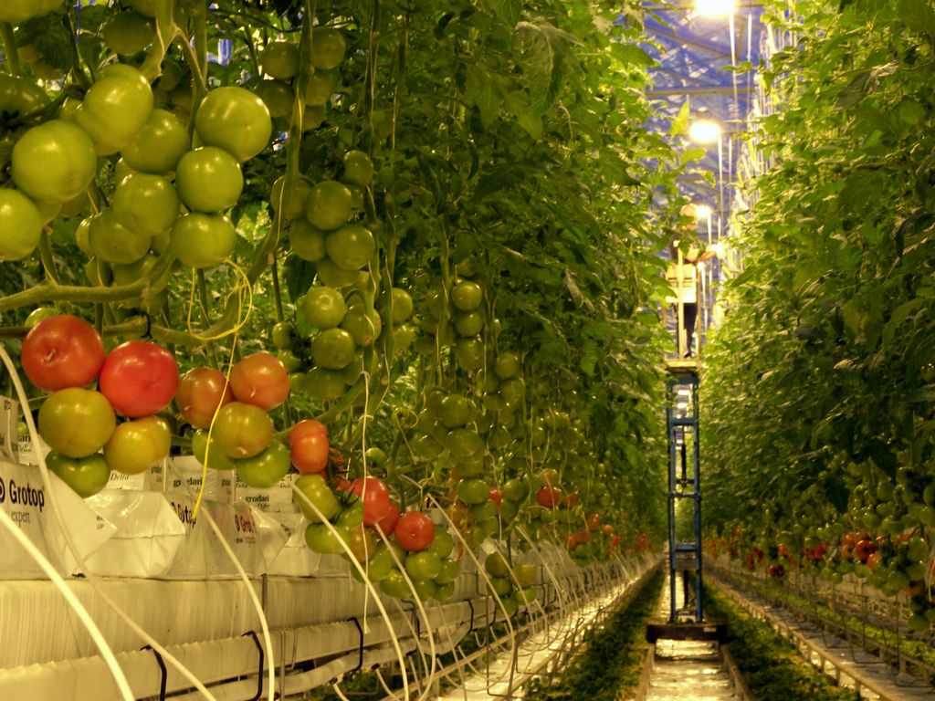 Nederlandse tomatenprijzen trekken bij binnen EU