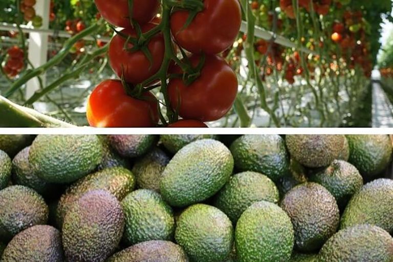 Tomaat blijft belangrijkste exportproduct in 2020. Met een exportwaarde van € 1,7 miljard blijft tomaat de avocado (ruim € 1 miljard) nog ruim voor. -  Foto's: Gerard Boonekamp / Canva