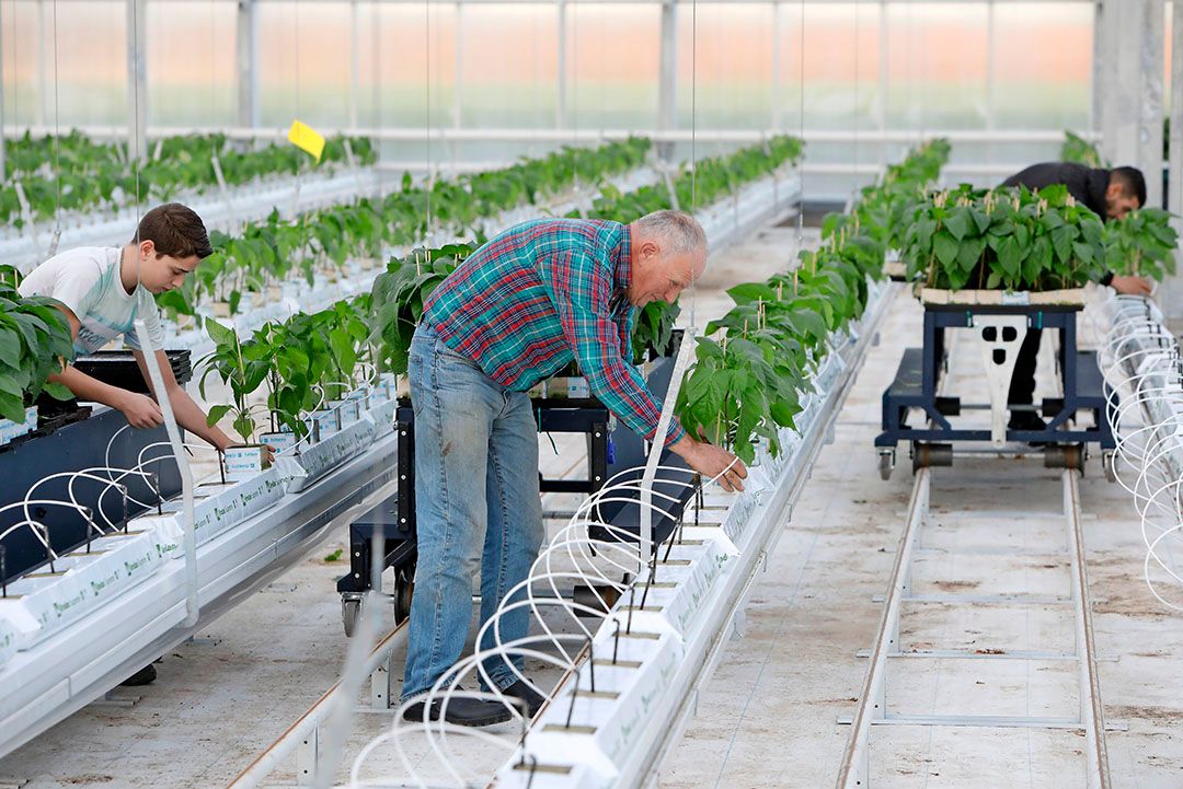 Alle zeilen bij om 7 hectare kas vol jonge paprikaplantjes te zetten. - Foto: Vidiphoto