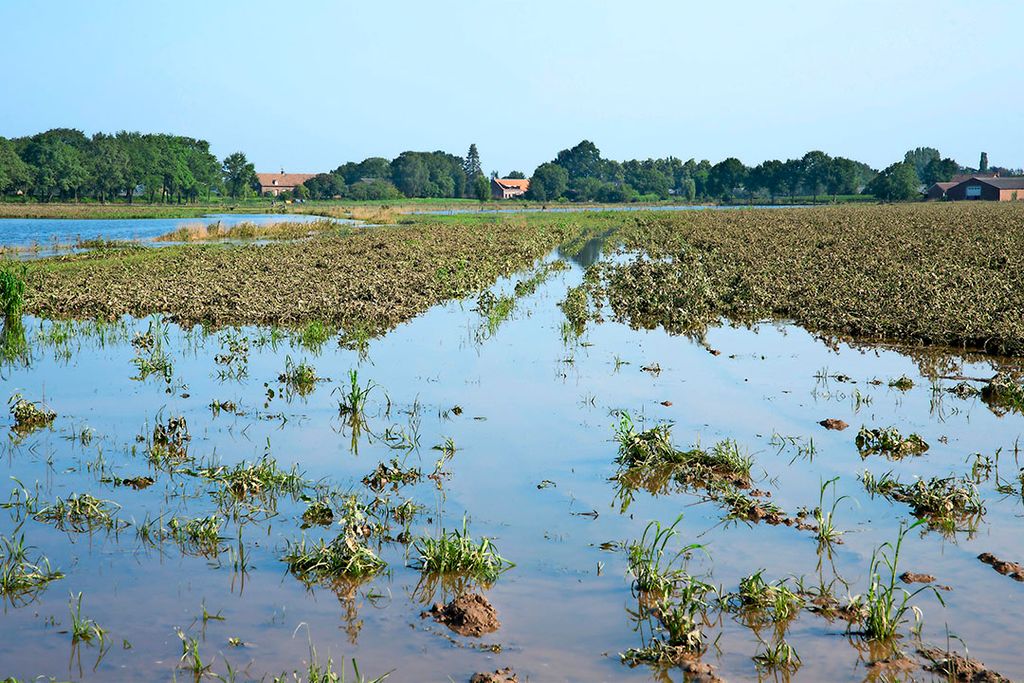 Volgens klimaatpanel IPCC krijgen we veel vaker te maken met overstromingen, zoals in juli langs de Maas. - Foto: Twan Wiermans
