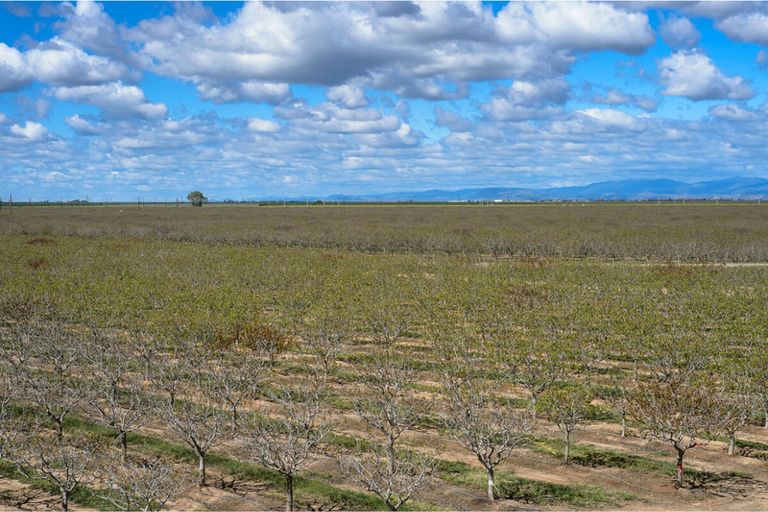 Eindeloze pistacheboomgaarden in de Amerikaanse staat Californië. - Foto: Canva/GomezDavid