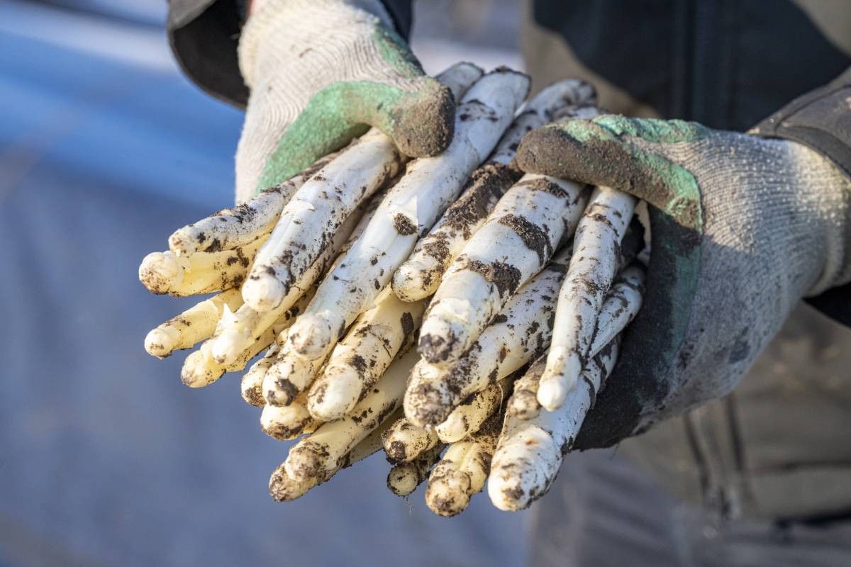 Bij de vraag van Walter Gubbels of de asperges van zijn Poolse collega ook aan certificeringseisen moest voldoen, keek hij Gubbels verbaasd aan. Foto: ANP