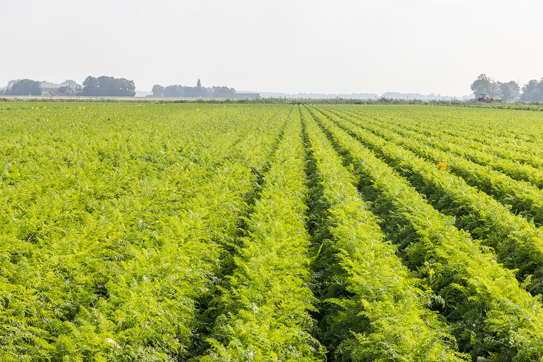 'De Nederlandse land- en tuinbouw komt in de knel door regeltjes.' - Foto: Koos Groenewold