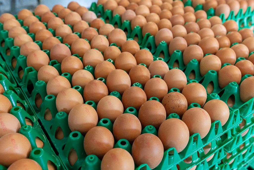 Britse eierhandelaren hebben in de eerste vijf maanden van dit jaar bijna twee keer zoveel eieren uit het buitenland moeten aanvoeren dan in dezelfde periode in 2022. Foto: Koos Groenewold