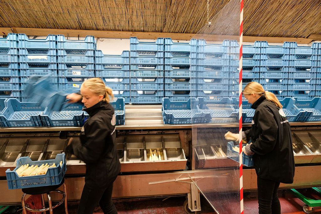 Medewerkers van aspergebedijven werken tussen schotten vanwege het coronavirus. - Foto: Jan Willem van Vliet