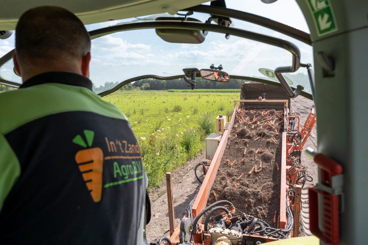 De kwaliteit van de vroege peen is prima tot goed. Foto: Bram Becks